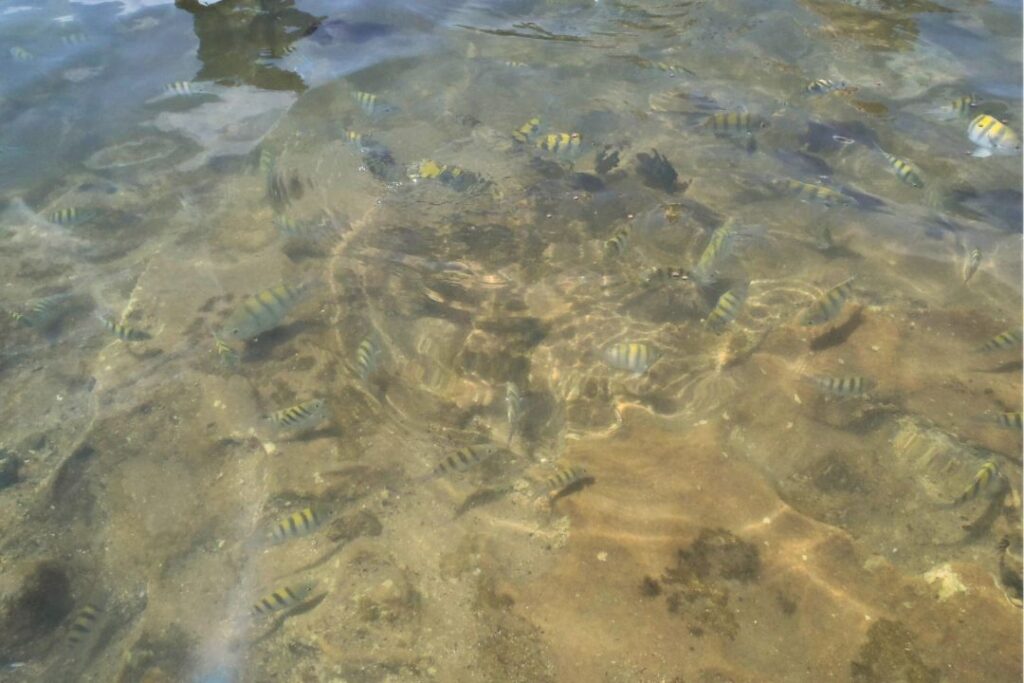 barra de sao miguel