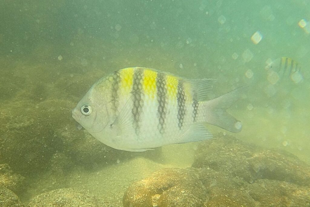 peixe piscinas naturais jp