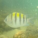 peixe piscinas naturais jp